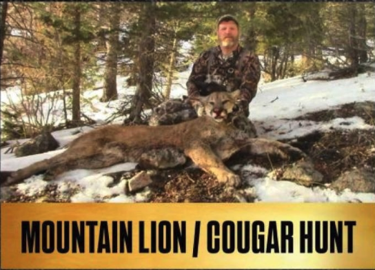 Mountain Lion Hunts